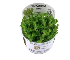 Rotala Bonsai 1-2-grow